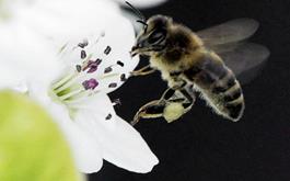 رمزگشایی دانشمندان از پرواز و رقص گروهی زنبورهای عسل