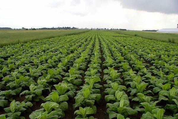 مرگ تدریجی سلامت جامعه با توسعه صنایع دخانی جدی گرفته شود